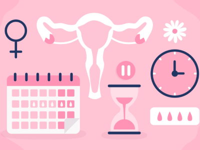 What Are The Phases of The Menstrual Cycle