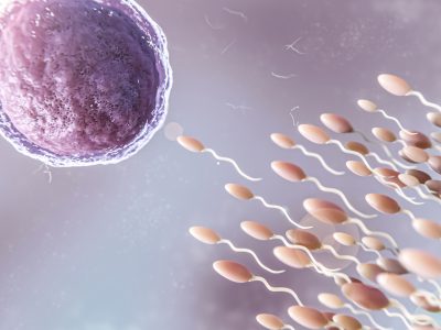 How Sperm Are Produced: A Guide to Spermatogenesis