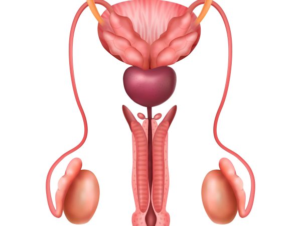 Anatomy of Male Reproductive System