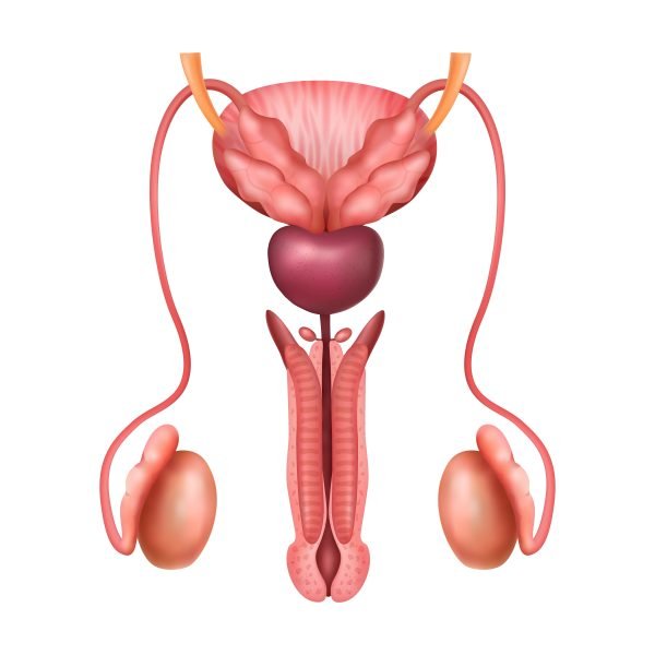 Anatomy of Male Reproductive System