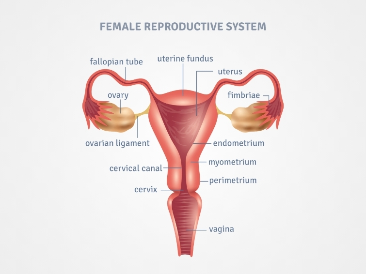 FEMALE REPRODUCTIVE SYSTEM