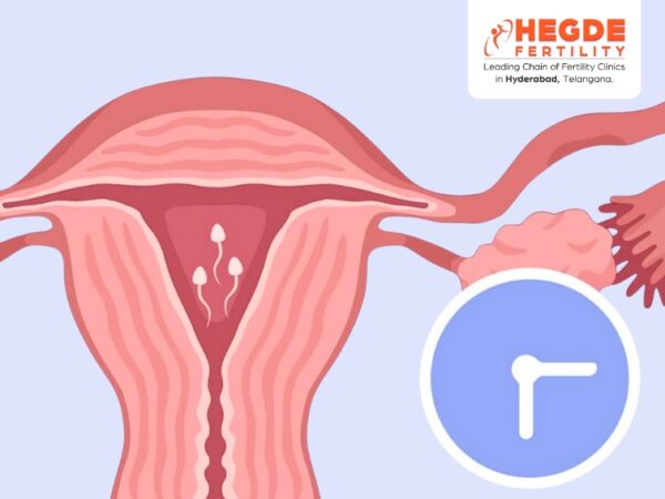 Can Sperm Survive Inside the Female Body