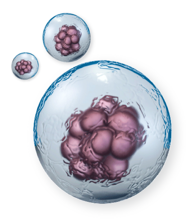 Reproductive Immunology Reproductive Immunology